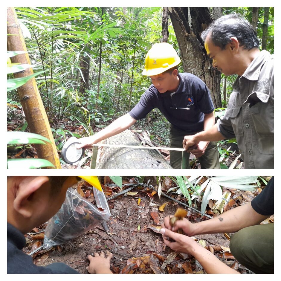 Carbon Integrity Redefined: Precision Assessment for High-Value Carbon Trade