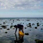 KSNT Zones The Potential and Challenges of Seagrass Zoning as a Solution for Indonesia's Climate