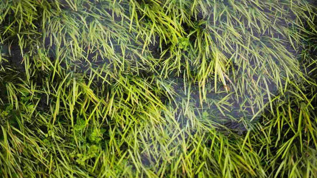 KSNT Zones: The Potential and Challenges of Seagrass Zoning as a Solution for Indonesia's Climate