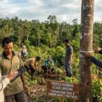 The Hidden Power of NGOs: 7 Critical Roles Shaping the Global Carbon Market & Voluntary Carbon Market (VCM)