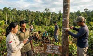 The Hidden Power of NGOs: 7 Critical Roles Shaping the Global Carbon Market & Voluntary Carbon Market (VCM)